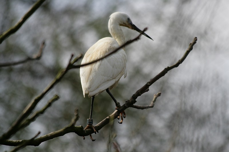 Fotoclubje Blijdorp 2008-139.jpg